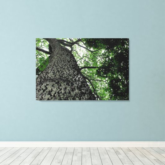 Kapok Tree @ Funchal Botanic Park, Portugal Canvas (Insitu (Houten vloer))
