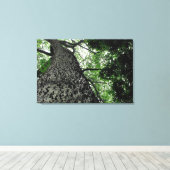 Kapok Tree @ Funchal Botanic Park, Portugal Canvas Afdruk (Insitu (Houten vloer))