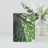 Kapok Tree in Funchal, Madeira (Portugal) Briefkaart (Staand voorkant)