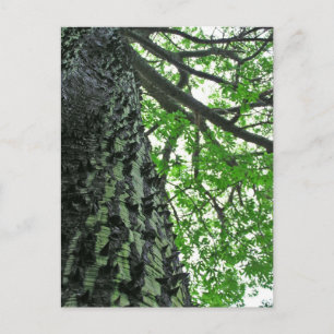 Kapok Tree in Funchal, Madeira (Portugal) Briefkaart