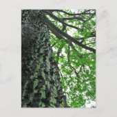 Kapok Tree in Funchal, Madeira (Portugal) Briefkaart (Voorkant)