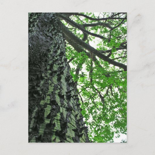 Kapok Tree in Funchal, Madeira (Portugal) Briefkaart (Voorkant)