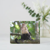 Kapucijnapen Briefkaart (Staand voorkant)