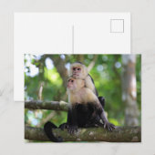 Kapucijnapen Briefkaart (Voorkant / Achterkant)