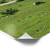 Karabijnbomen op het schiereiland Akamas op Cyprus Perfect Poster (Hoek)