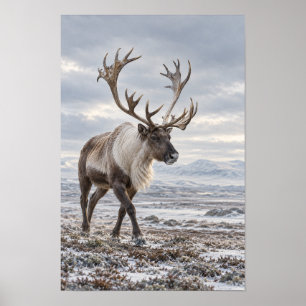 Karaibische Elandstier in Besneeuwde Toendra Natuu Poster