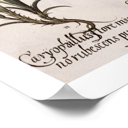 Karanjers: 1.Caryophyllus flore majore; 2. Caryop Poster (Hoek)