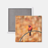 Kardinaal 2765 magneet (Voorkant / Achterkant)