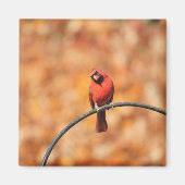 Kardinaal 2765 magneet (Voorkant)