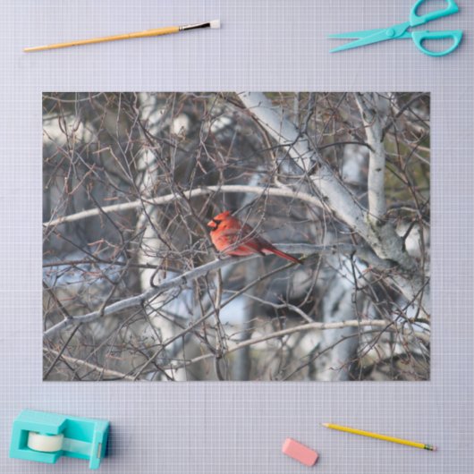 Kardinaal 2926-weefselpapier tissuepapier (Craft)