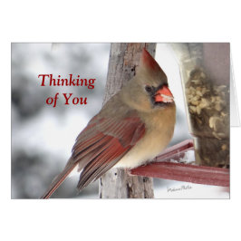 Kardinaal 6649 TofY - pas aan