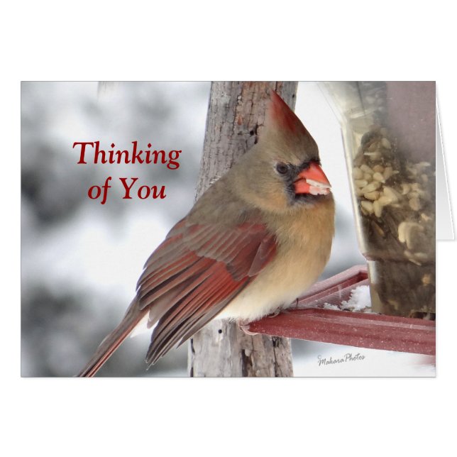 Kardinaal 6649 TofY - pas aan (Voorkant Horizontaal)