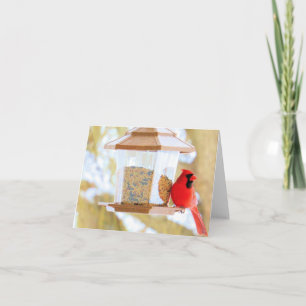 Kardinaal aan de Feeder - Blanco Kaart