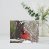 Kardinaal aan de feeder briefkaart (Staand voorkant)