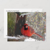 Kardinaal aan de feeder briefkaart (Voorkant / Achterkant)