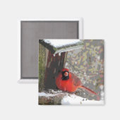 Kardinaal aan de feeder magneet (Voorkant / Achterkant)