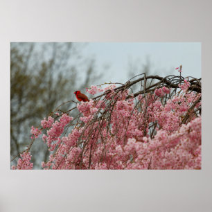 Kardinaal aan de top van een kruiersboom poster
