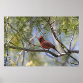 Kardinaal afdrukken poster (Voorkant)