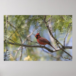 Kardinaal afdrukken poster