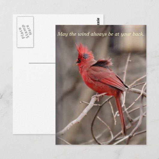 Kardinaal bevorderend Briefkaart (Voorkant / Achterkant)