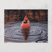 Kardinaal Bird neemt een bad Briefkaart (Voorkant)