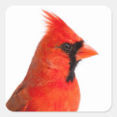 Kardinaal Bird Vierkante Sticker (Voorkant)