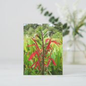 Kardinaal Bloem, Lobelia cardinalis Briefkaart (Staand voorkant)