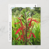 Kardinaal Bloem, Lobelia cardinalis Briefkaart (Voorkant / Achterkant)