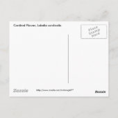 Kardinaal Bloem, Lobelia cardinalis Briefkaart (Achterkant)