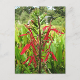 Kardinaal Bloem, Lobelia cardinalis Briefkaart