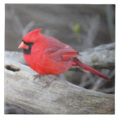 Kardinaal bos tegeltje (Voorkant)