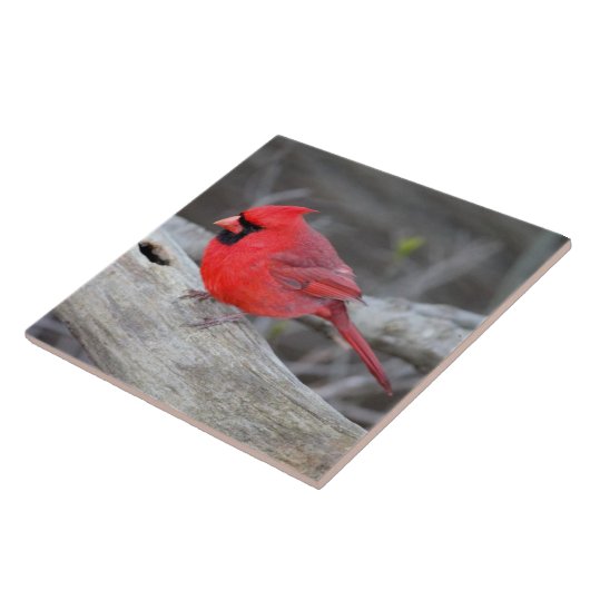 Kardinaal bos tegeltje (Zijkant)