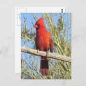 Kardinaal Briefkaart (Voorkant / Achterkant)
