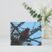 Kardinaal briefkaart (Staand voorkant)