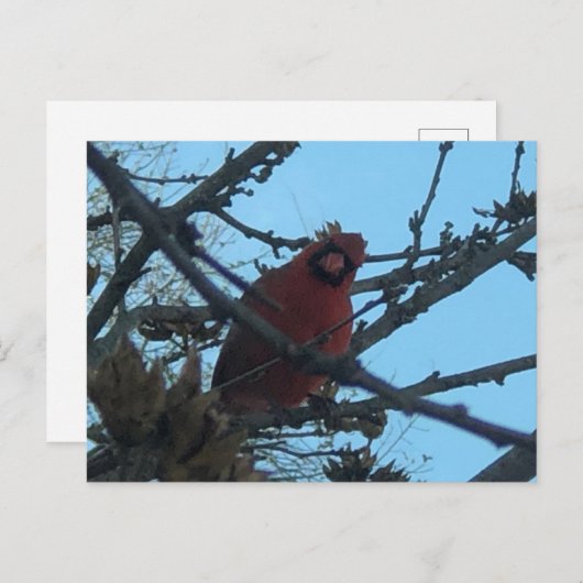 Kardinaal briefkaart (Voorkant / Achterkant)