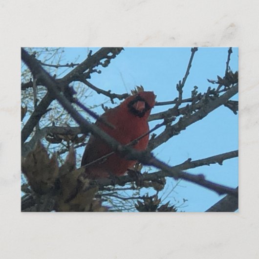 Kardinaal briefkaart (Voorkant)