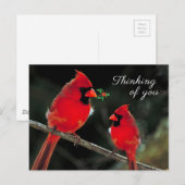 Kardinaal Briefkaart (Voorkant / Achterkant)