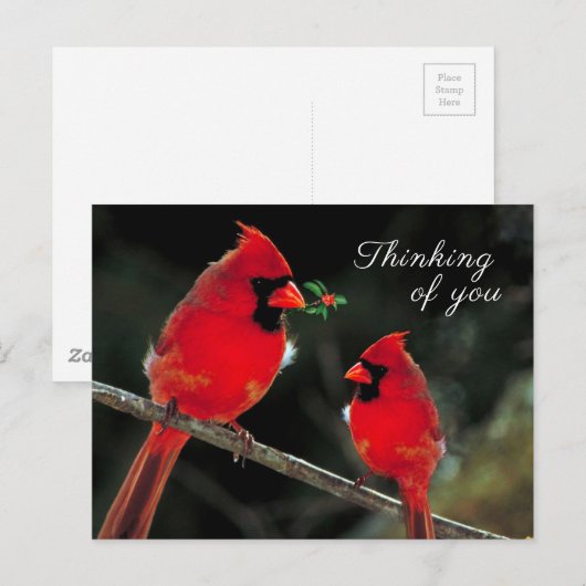 Kardinaal Briefkaart (Voorkant / Achterkant)