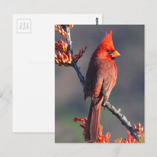 Kardinaal Briefkaart (Voorkant / Achterkant)