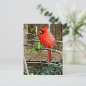 Kardinaal briefkaart (Staand voorkant)