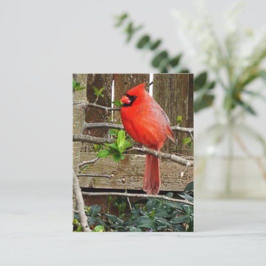 Kardinaal briefkaart (Staand voorkant)