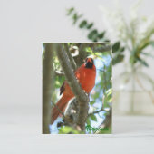 Kardinaal Briefkaart                           ... (Staand voorkant)