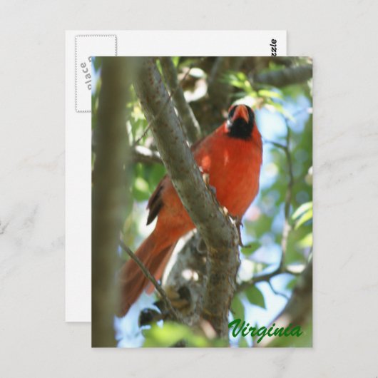 Kardinaal Briefkaart                           ... (Voorkant / Achterkant)