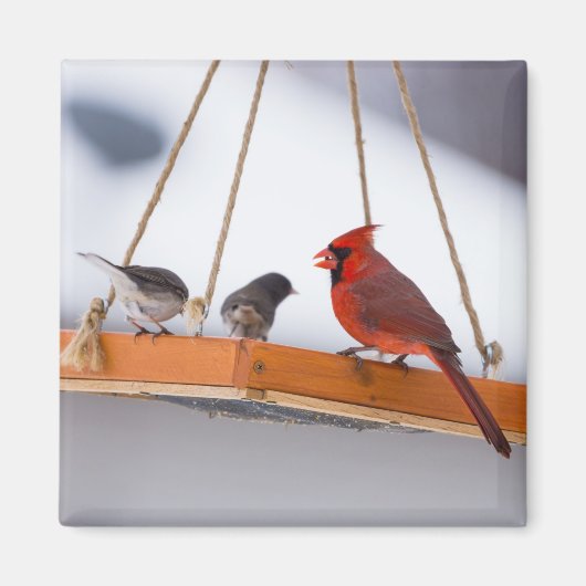 Kardinaal en Juncos Magneet (Voorkant)