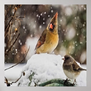 Kardinaal en Sparrow in de sneeuw Poster