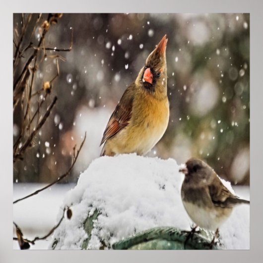 Kardinaal en Sparrow in de sneeuw Poster (Voorkant)