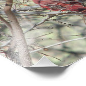 Kardinaal Foto Afdruk (Hoek)