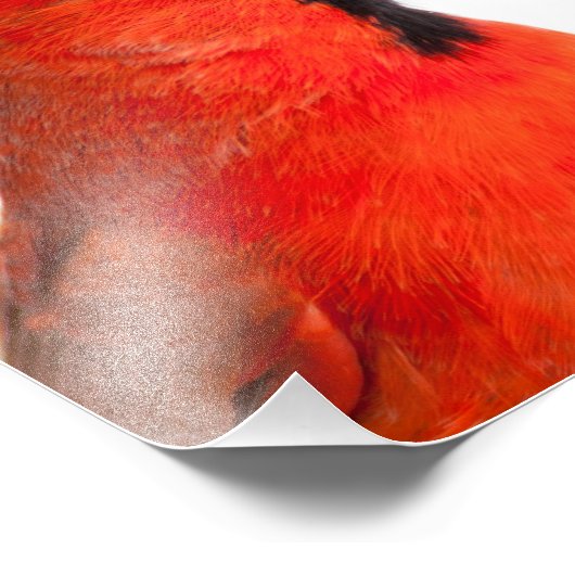 Kardinaal Foto Afdruk (Hoek)