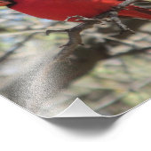 Kardinaal Foto Afdruk (Hoek)