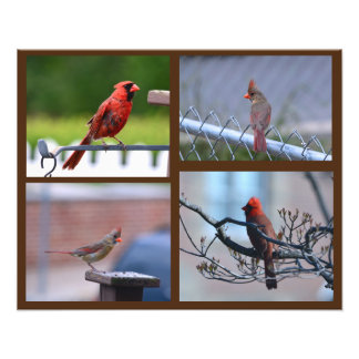 Kardinaal Foto Collage Afdruk